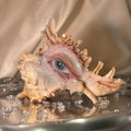 Weeping Eye Shell Candle Holder — primary view